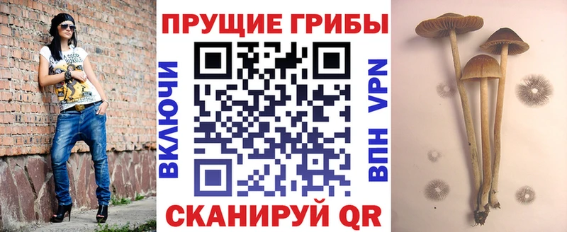 Галлюциногенные грибы Cubensis  хочу   Верхняя Салда 